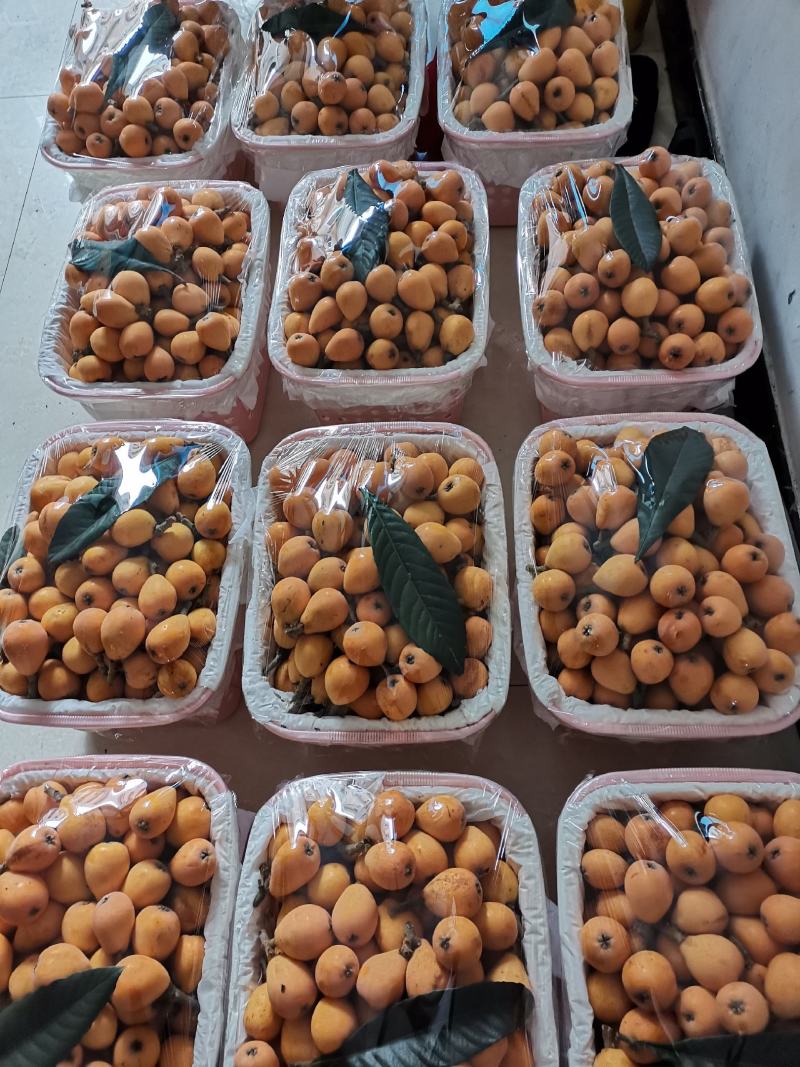 基地直供白沙枇杷：当季水果现在现卖：皮溥味美：
