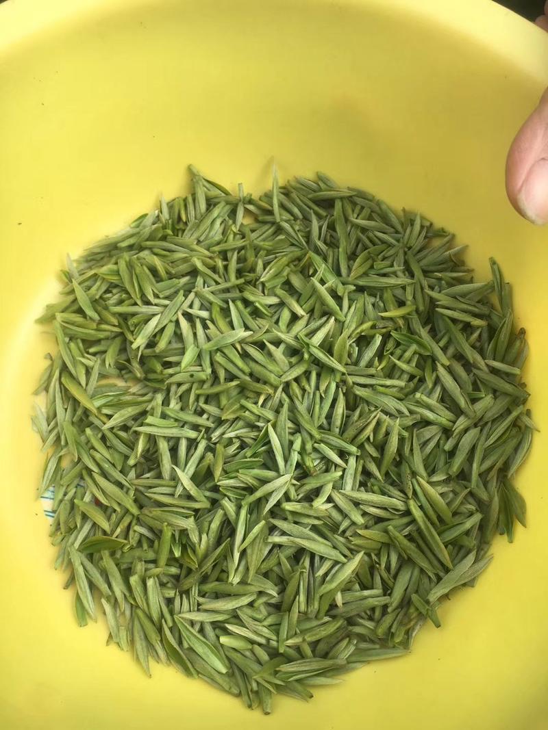 河北苍州五峰芽茶新品上市中，品质保证，明前茶好货源保证