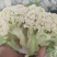 精品有机花菜，大量上市，代发全国，欢迎采购