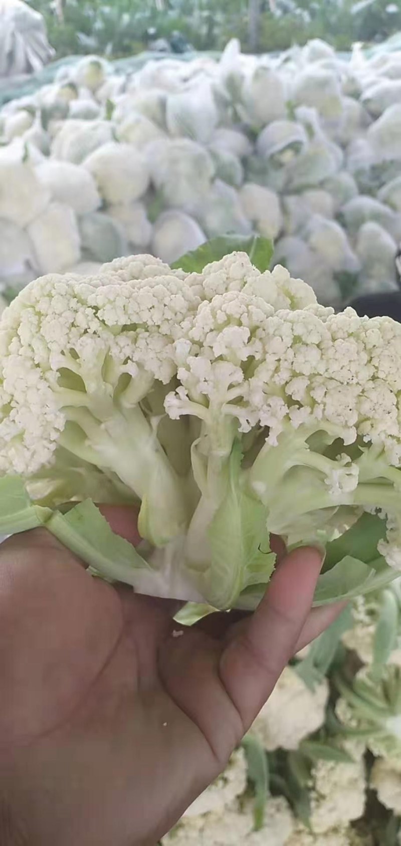 精品有机花菜，大量上市，代发全国，欢迎采购