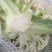 精品有机花菜，大量上市，代发全国，欢迎采购