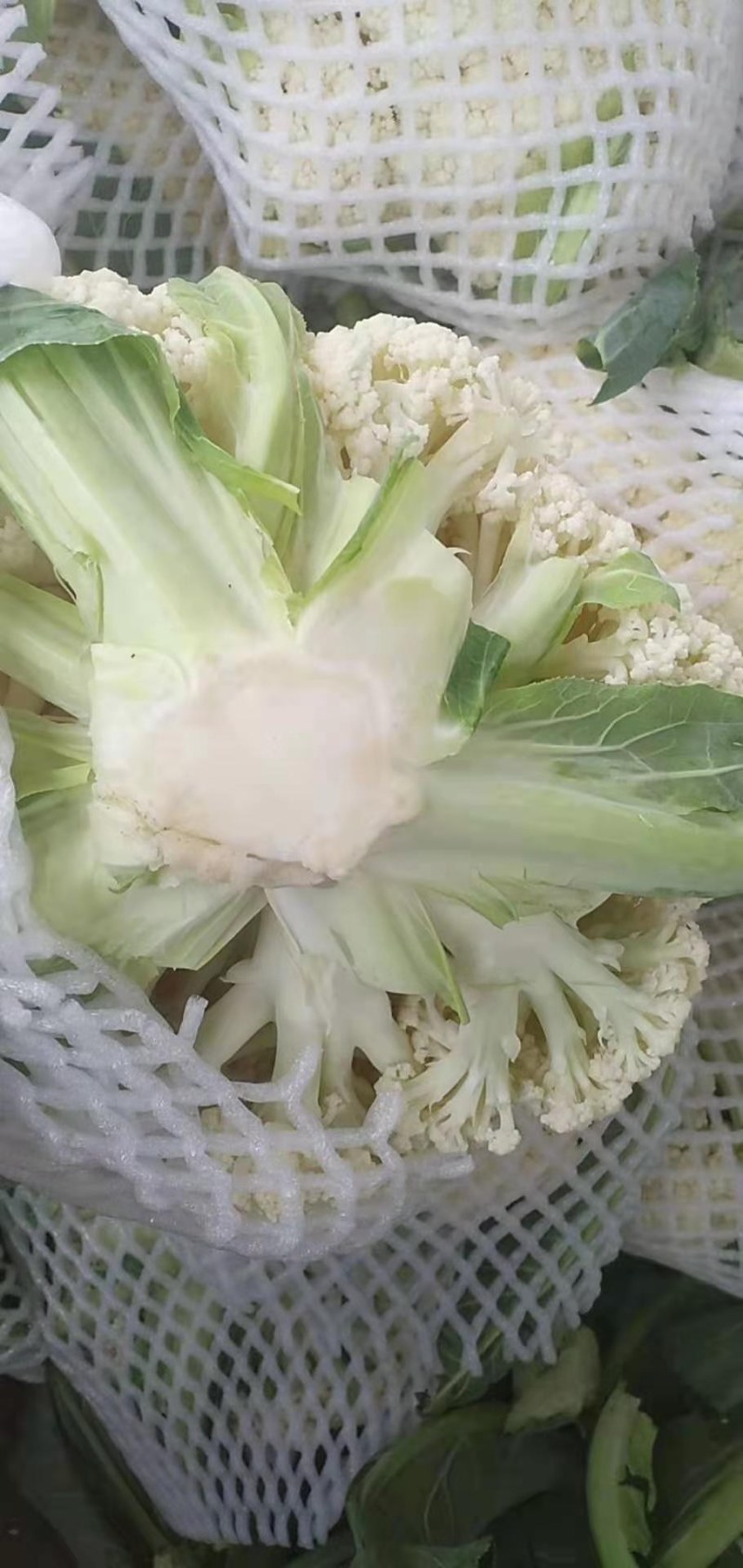 精品有机花菜，大量上市，代发全国，欢迎采购