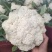 精品有机花菜，大量上市，代发全国，欢迎采购