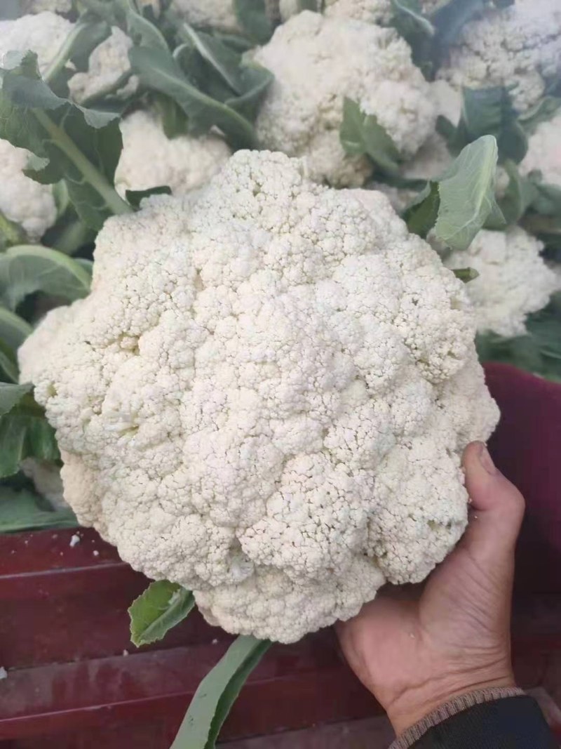 精品有机花菜，大量上市，代发全国，欢迎采购