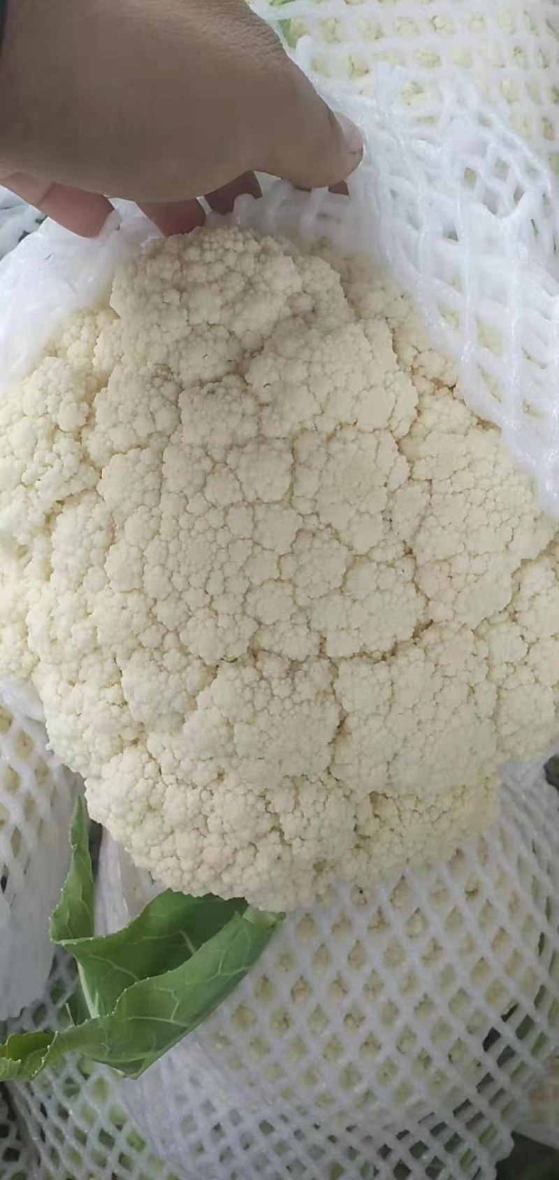 精品有机花菜，大量上市，代发全国，欢迎采购