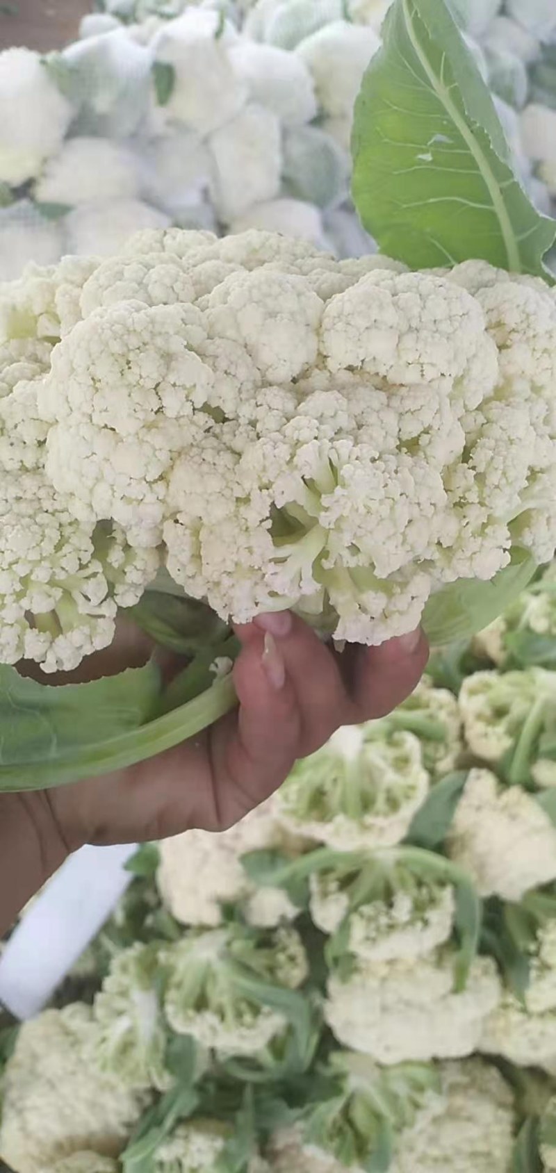 精品有机花菜，大量上市，代发全国，欢迎采购