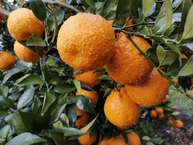 一片阳光充足的帝王柑果园,果实挂满枝头,呈现出诱人的金黄色 帝王柑果园