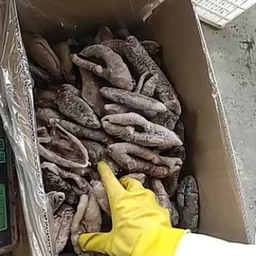 深海大乌参，土耳其米刺、既食刺参、辽参、红极参……