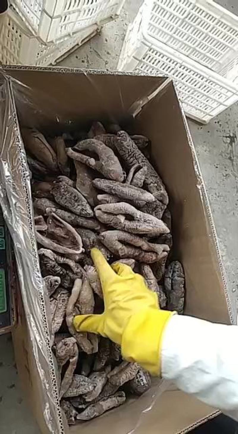 深海大乌参，土耳其米刺、既食刺参、辽参、红极参……