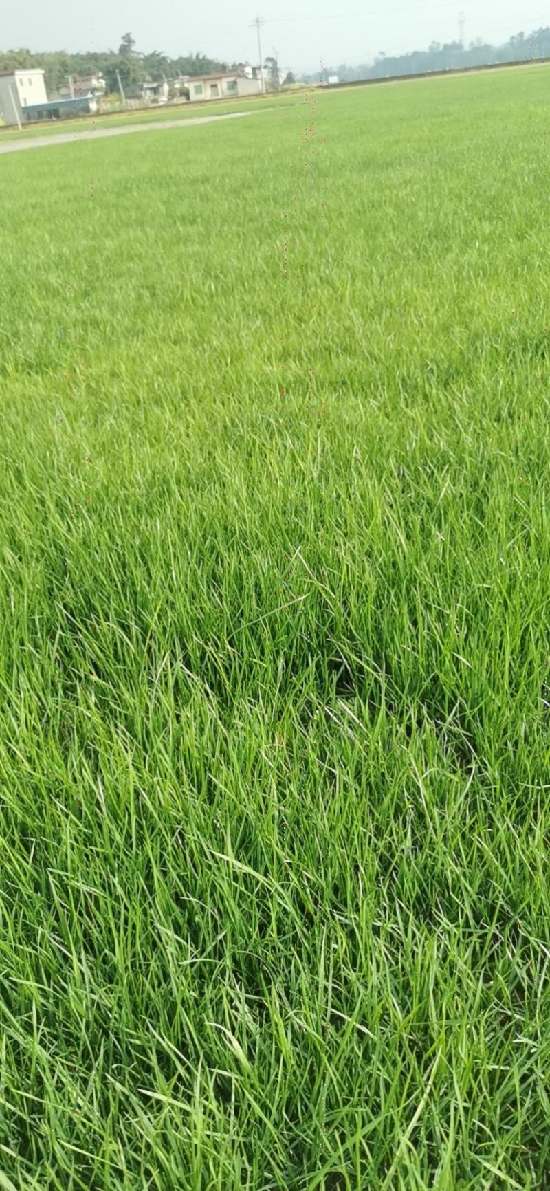 混波草皮【长年出售】批发草坪，自产自销一手货源！