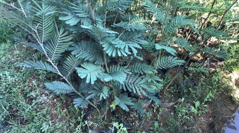 黑荆树，银荆树，金合欢，圣诞树，圣诞树苗，黑荆树苗