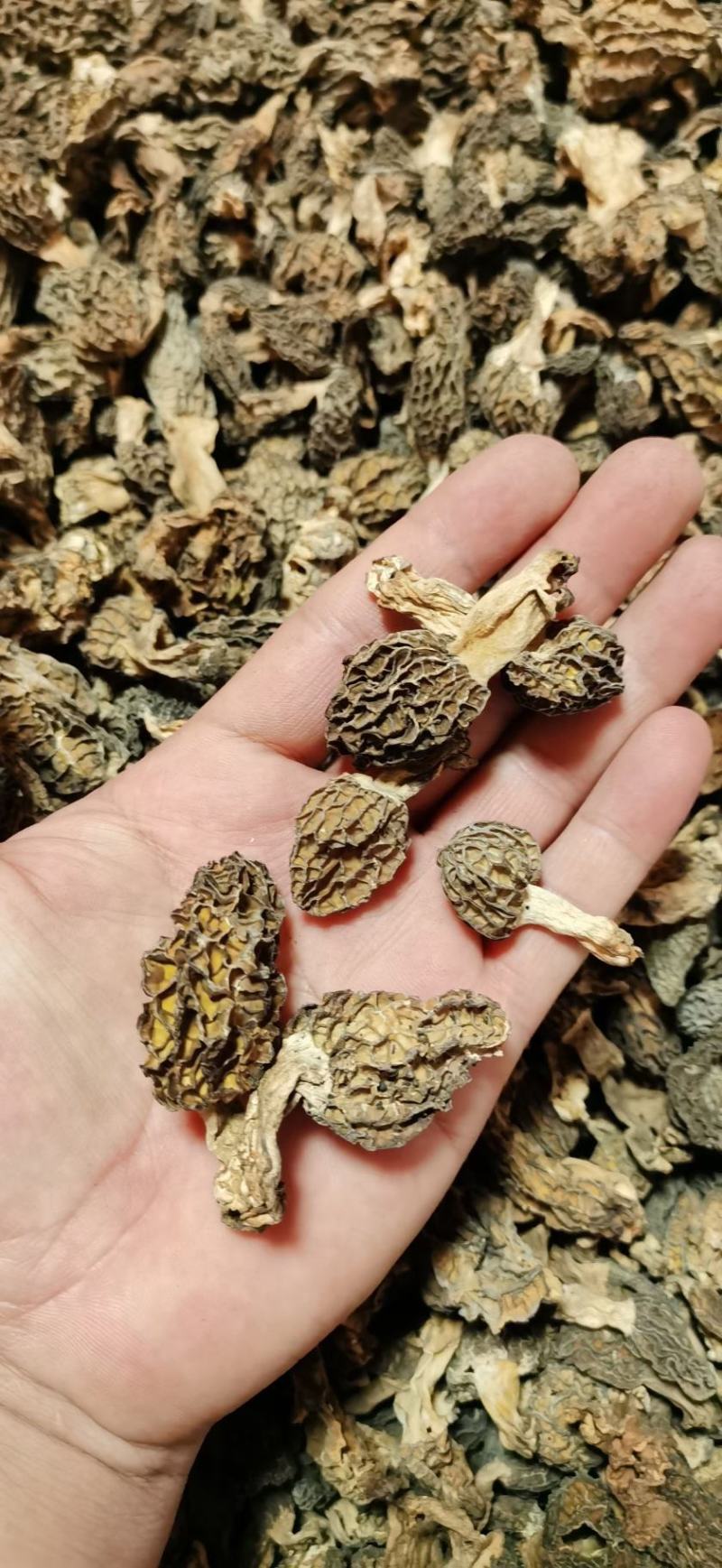 羊肚菌高原上自己上山采购的野生羊肚菌