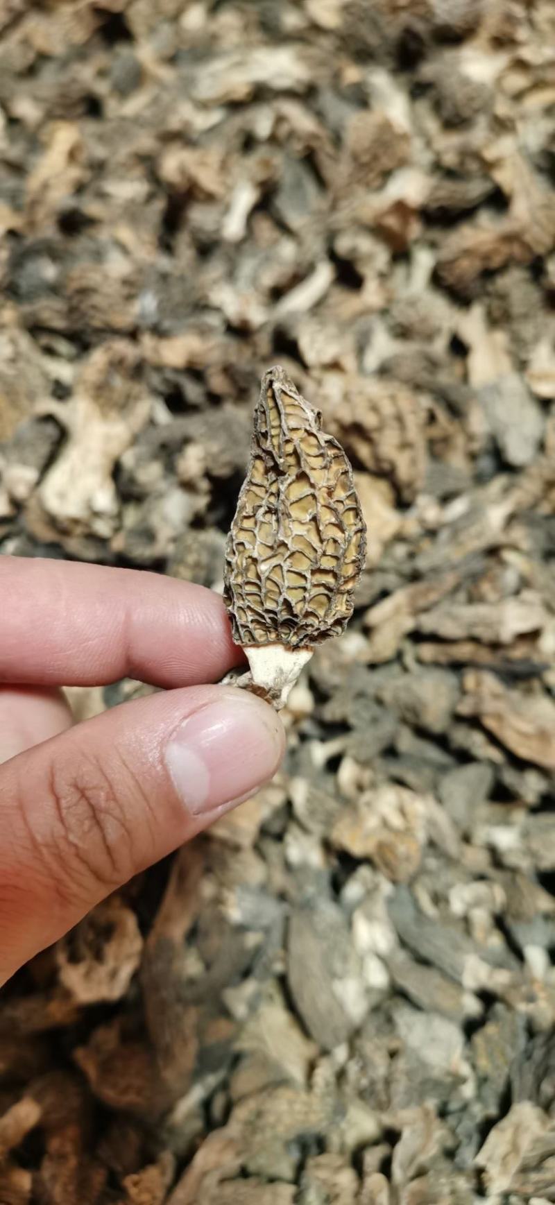 羊肚菌高原上自己上山采购的野生羊肚菌