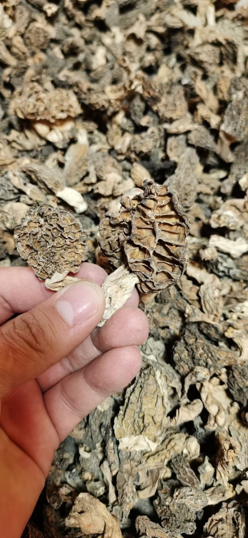 羊肚菌高原上自己上山采购的野生羊肚菌