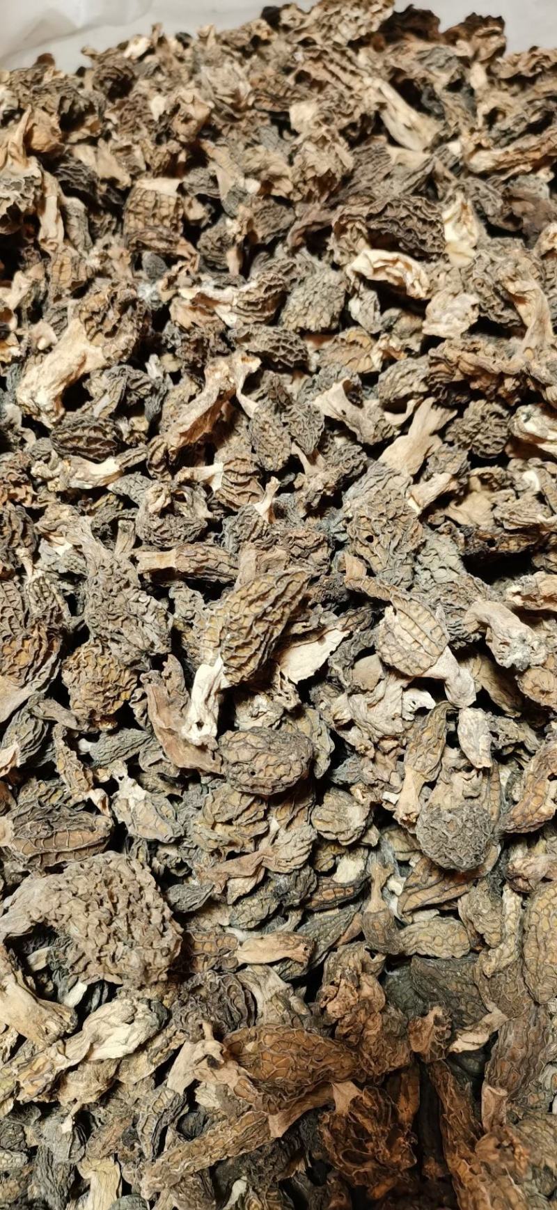 羊肚菌高原上自己上山采购的野生羊肚菌
