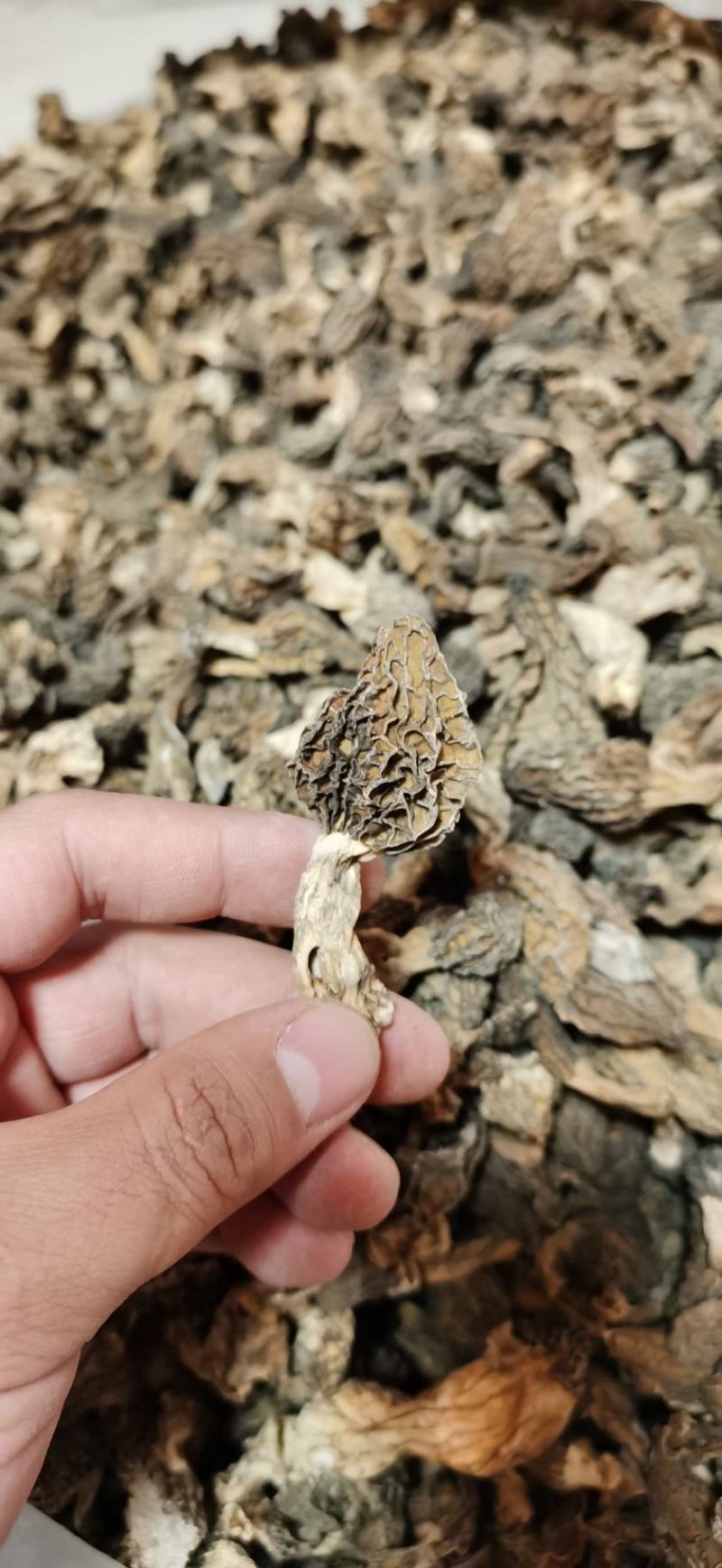 羊肚菌高原上自己上山采购的野生羊肚菌