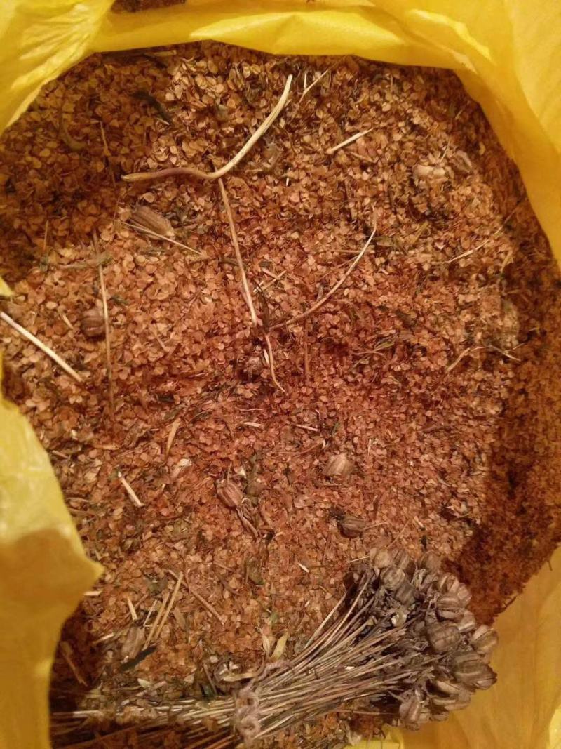 贝母野生川贝母种子，一百颗为一把，0.6/颗