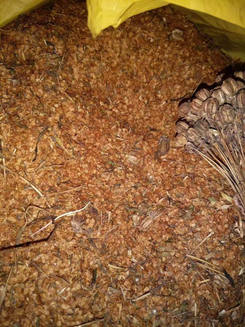 贝母野生川贝母种子，一百颗为一把，0.6/颗