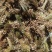 贝母野生川贝母种子，一百颗为一把，0.6/颗