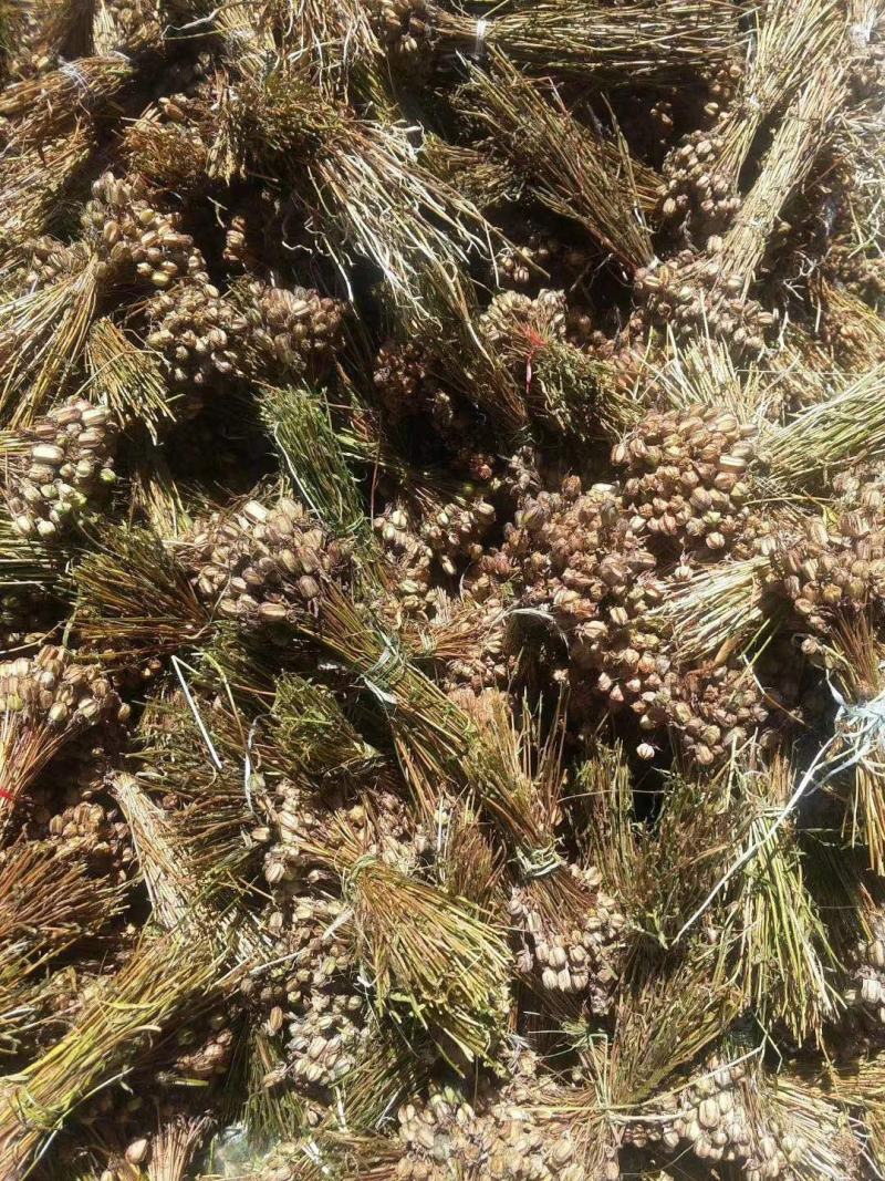 贝母野生川贝母种子，一百颗为一把，0.6/颗