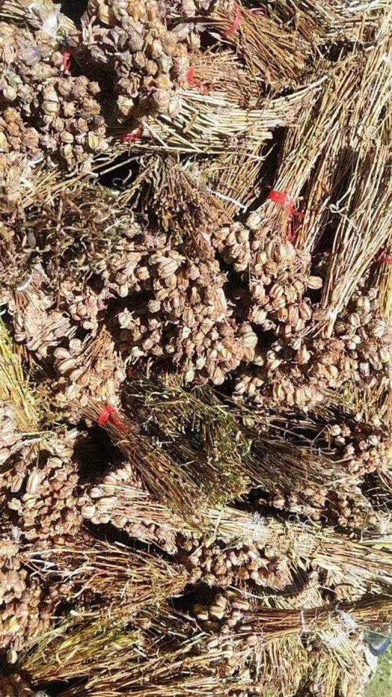 贝母野生川贝母种子，一百颗为一把，0.6/颗