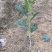 玉兰芽苗玉兰苗山玉兰小苗山玉兰芽苗