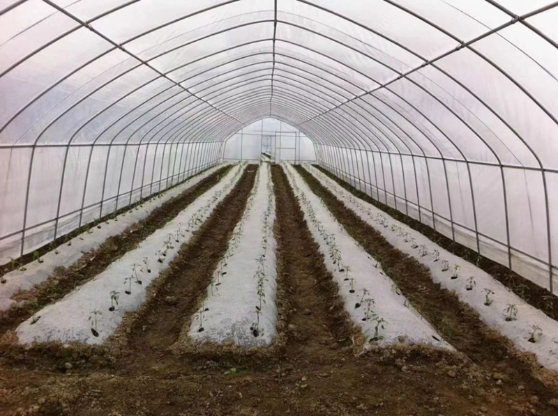 大棚种植蔬菜棚养殖保温棚连体棚