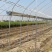 大棚种植蔬菜棚养殖保温棚连体棚