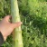 红叶莴笋价格美丽不空心