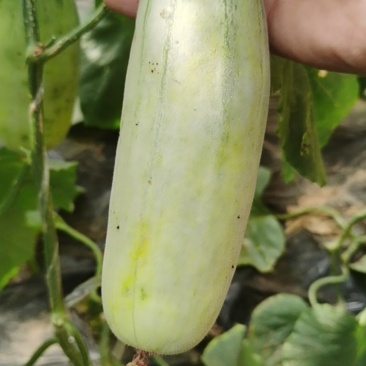 山东莘县博洋61甜瓜博洋蜜瓜大量上市