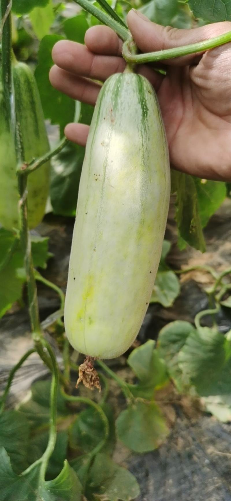 山东莘县博洋61甜瓜博洋蜜瓜大量上市