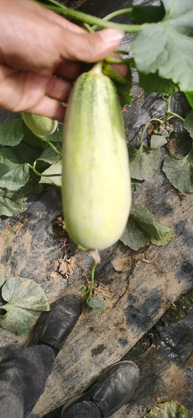 山东莘县博洋61甜瓜博洋蜜瓜大量上市