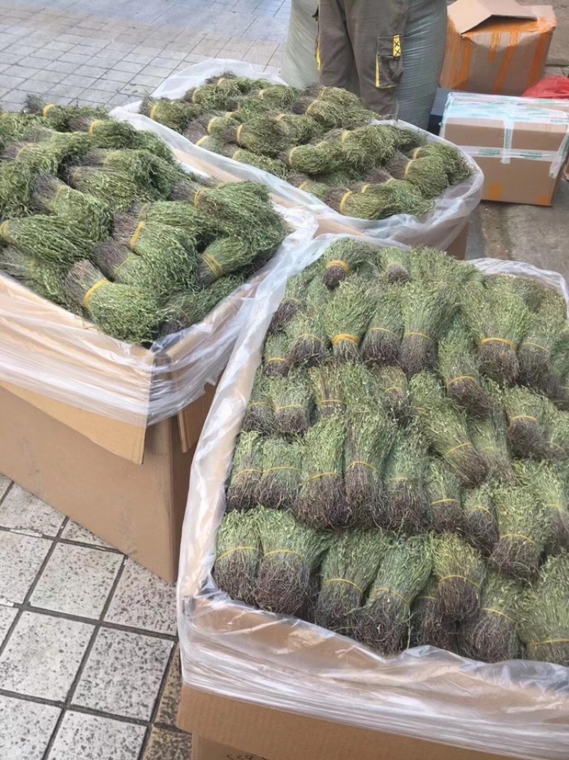 独脚金，颜色绿，干度好，一手货源，长期有货