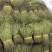 独脚金，颜色绿，干度好，一手货源，长期有货