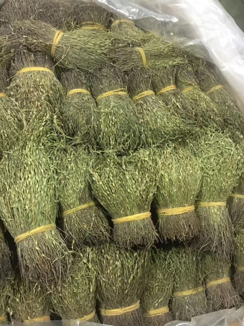 独脚金，颜色绿，干度好，一手货源，长期有货