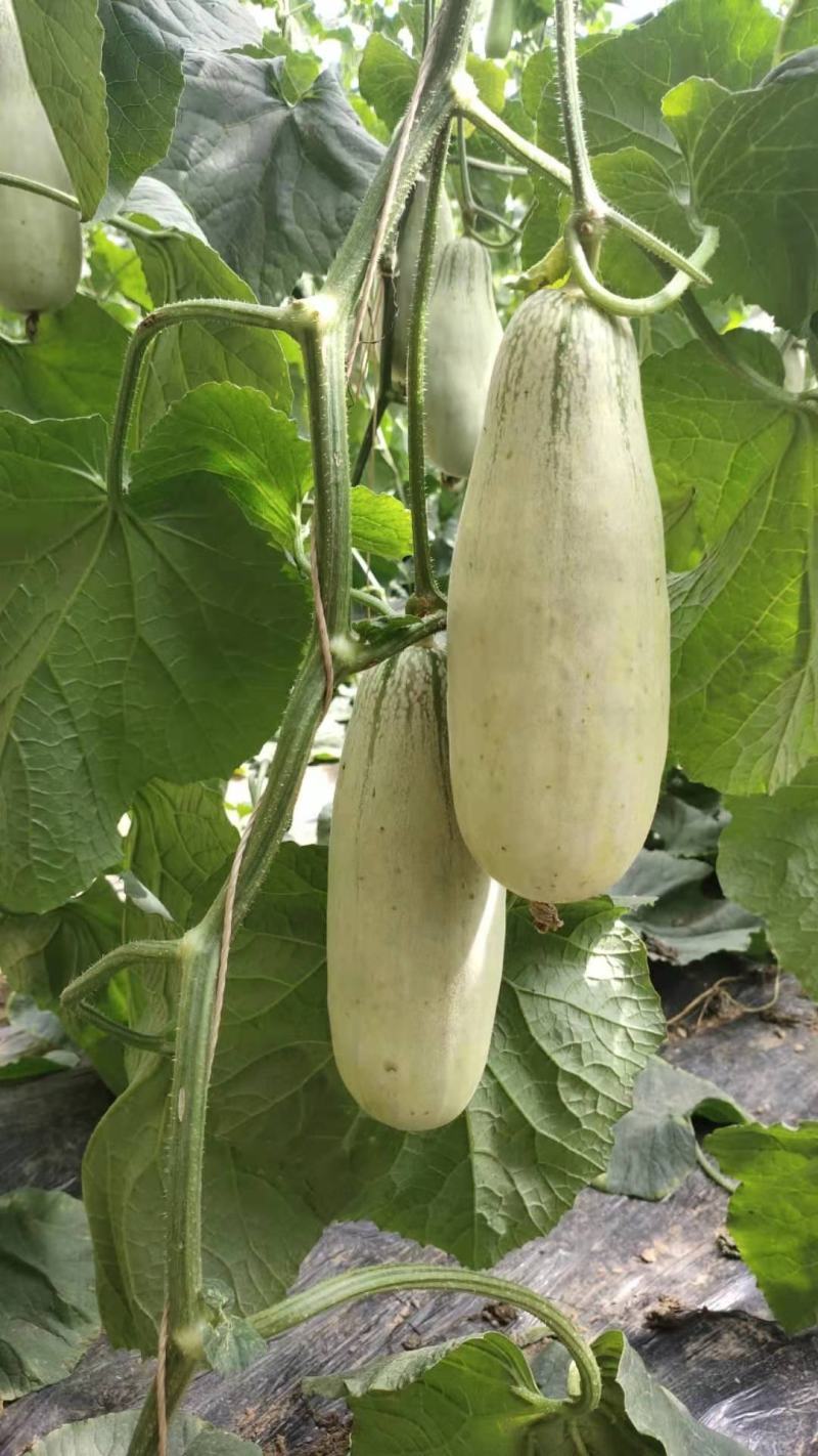 山东莘县博洋61甜瓜博洋蜜瓜大量上市