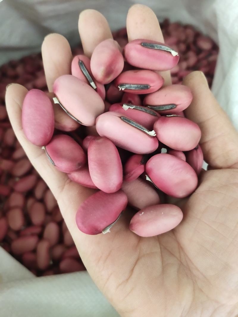 新货红刀豆选货红豆豆货源充足，可各地发货