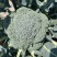 西兰花大量低价供货、基地直销、一手货源、全国发货