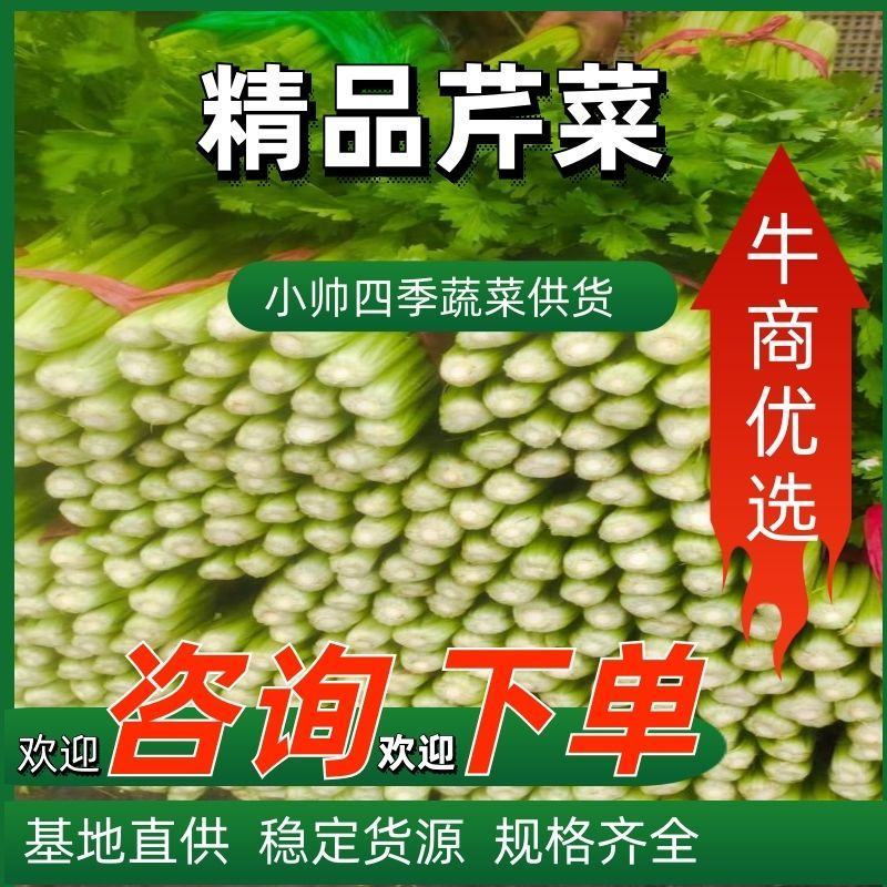 精品本地芹菜货真价实大量批发货货量大大小颗都有！