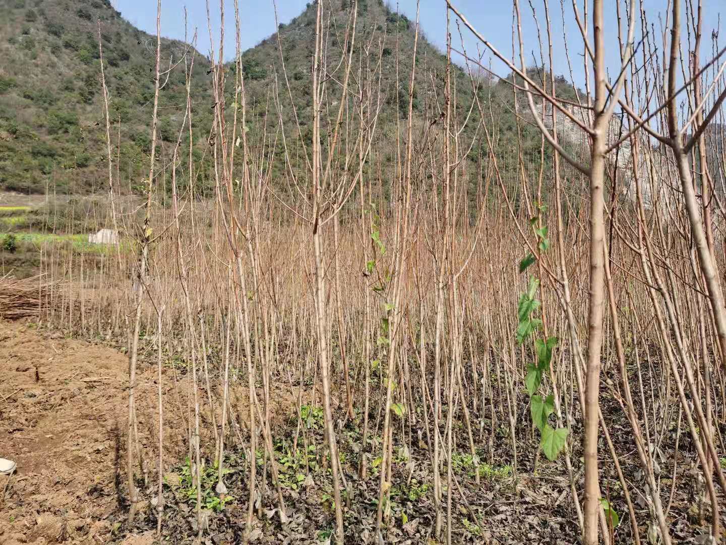 展示蜂糖李果园中设置黄板、人工疏花、喷药作业等综合管理场景 蜂糖李花期果园综合管理示意图