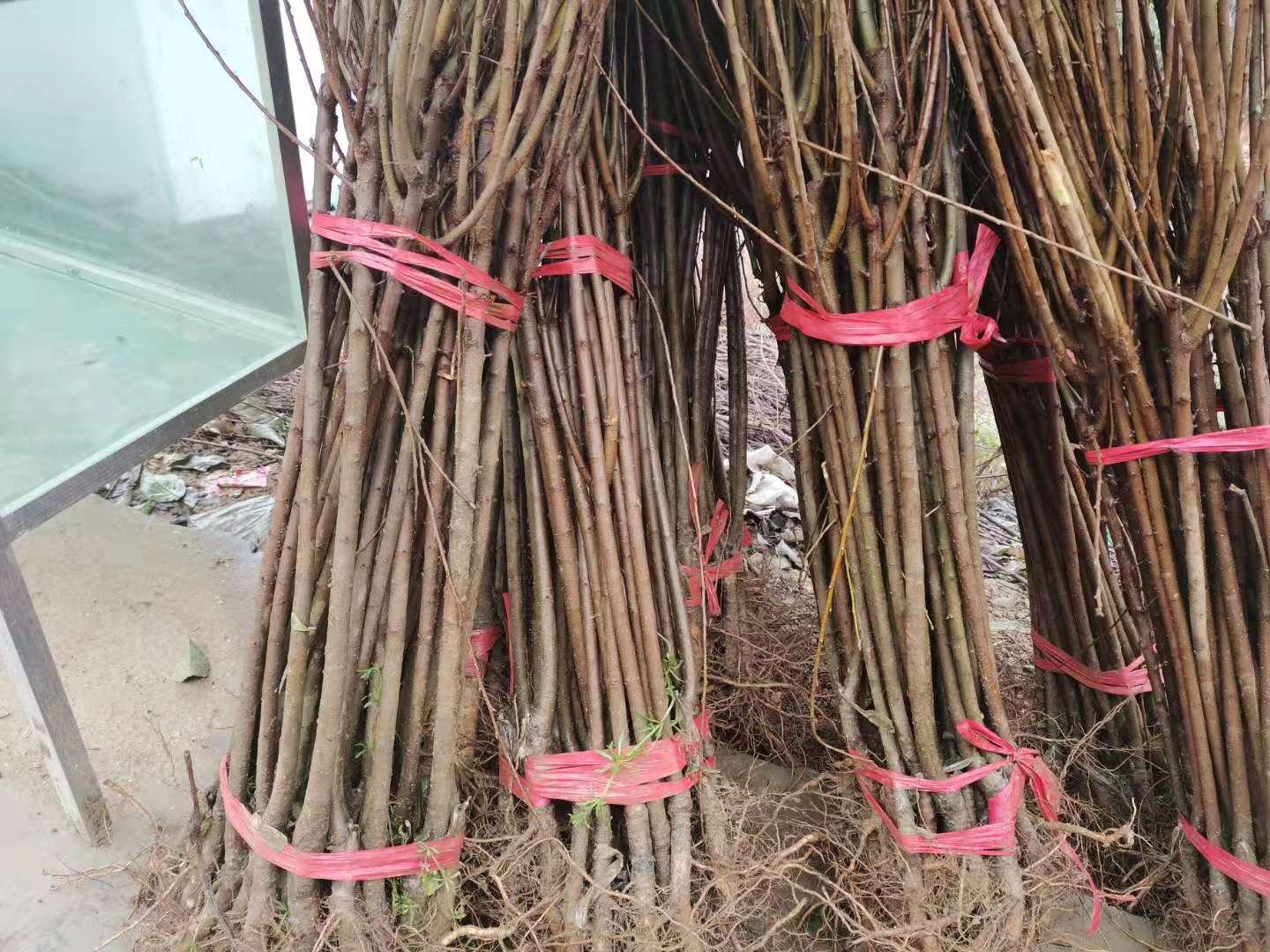 展示蜂糖李嫁接过程中的具体操作细节,包括削接穗、对接形成层、绑扎等步骤 蜂糖李嫁接操作现场图