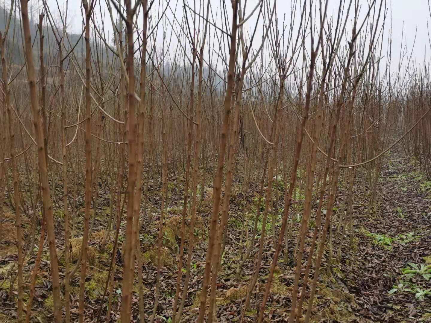 展示安顺蜂糖李基地春季果园景象,树木整齐排列,果实初显 蜂糖李果园全景图