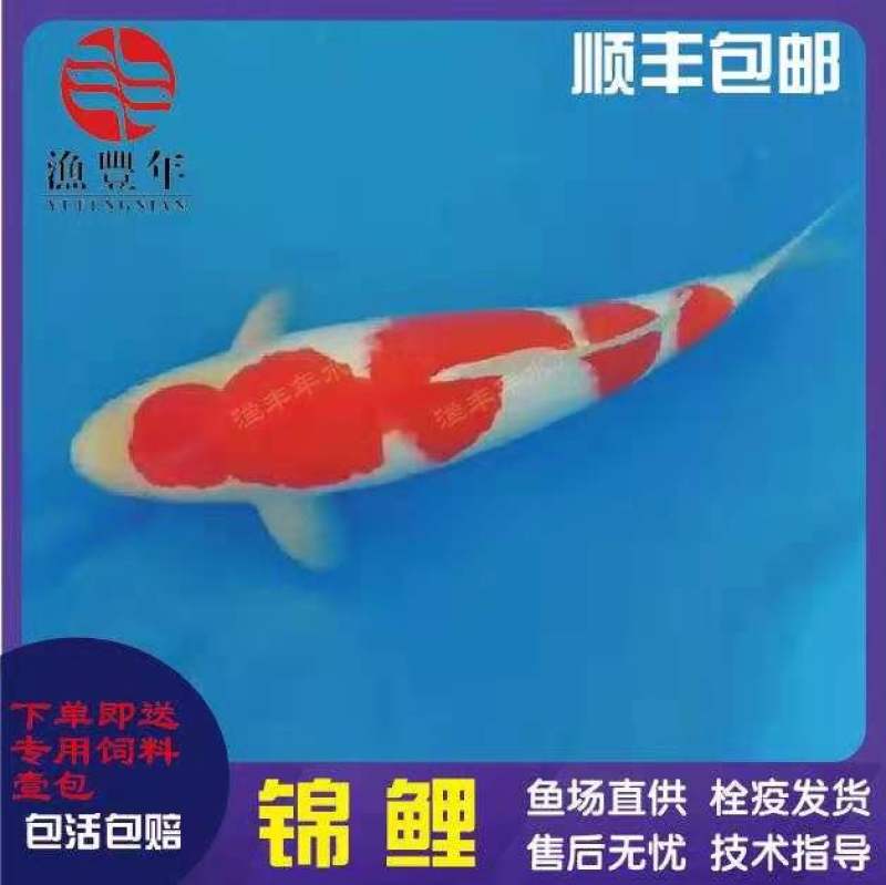 锦鲤鱼苗日本锦鲤纯种锦鲤观赏性淡水养殖苗场直供