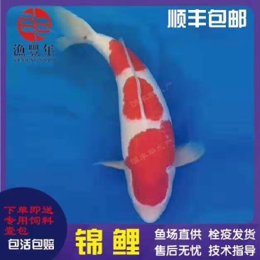 锦鲤鱼苗日本锦鲤纯种锦鲤观赏性淡水养殖苗场直供