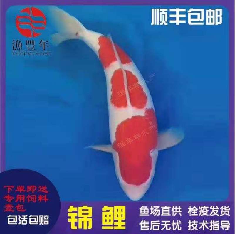 锦鲤鱼苗日本锦鲤纯种锦鲤观赏性淡水养殖苗场直供