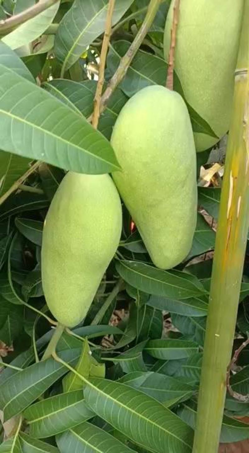 自家生产，种植金煌芒
