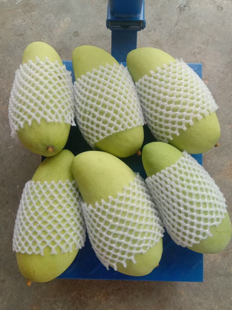 自家生产，种植金煌芒
