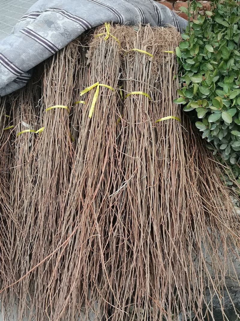 刺槐苗，白花槐，洋槐苗，一年种子苗，二年苗起步