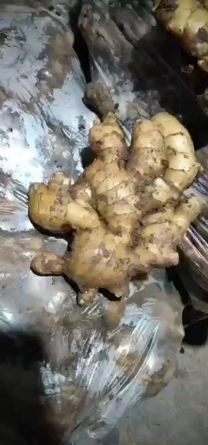 山东【精品生姜】产地批发水洗姜沙土姜风干姜姜种