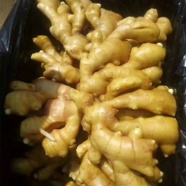 山东【精品生姜】产地批发水洗姜沙土姜风干姜姜种